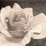 Pencil Shading Rose